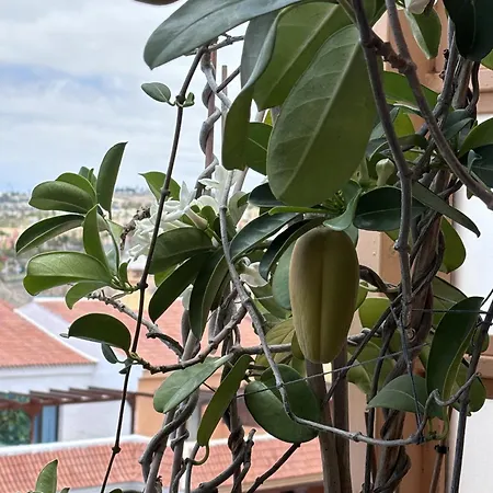 Apartmán Chic & Artistic Los Cristianos Los Cristianos (Tenerife)